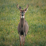 parque de los venados acariciables