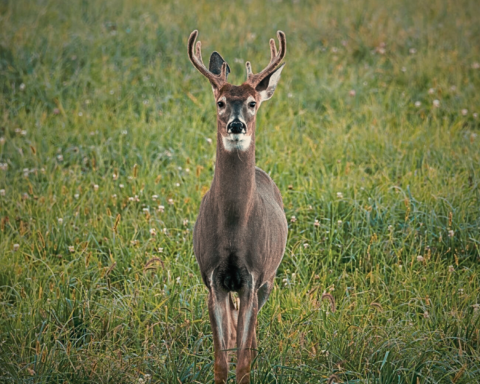 parque de los venados acariciables