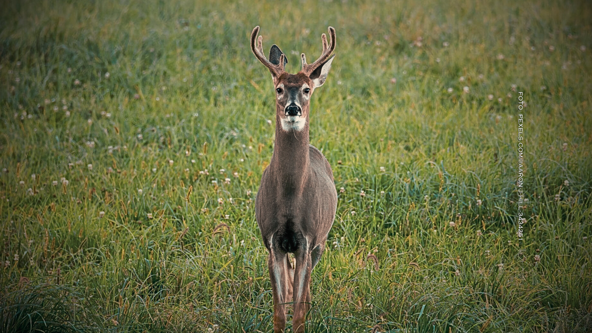 parque de los venados acariciables
