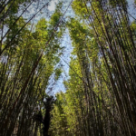 El Bambusal en Puebla