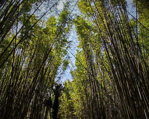 El Bambusal en Puebla