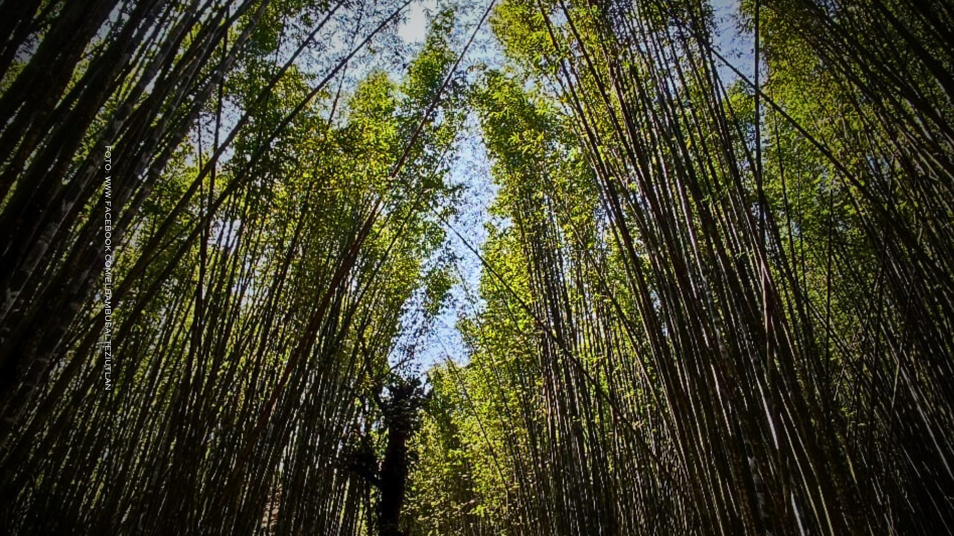 El Bambusal en Puebla